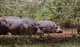 Hippos and red-billed oxpecker